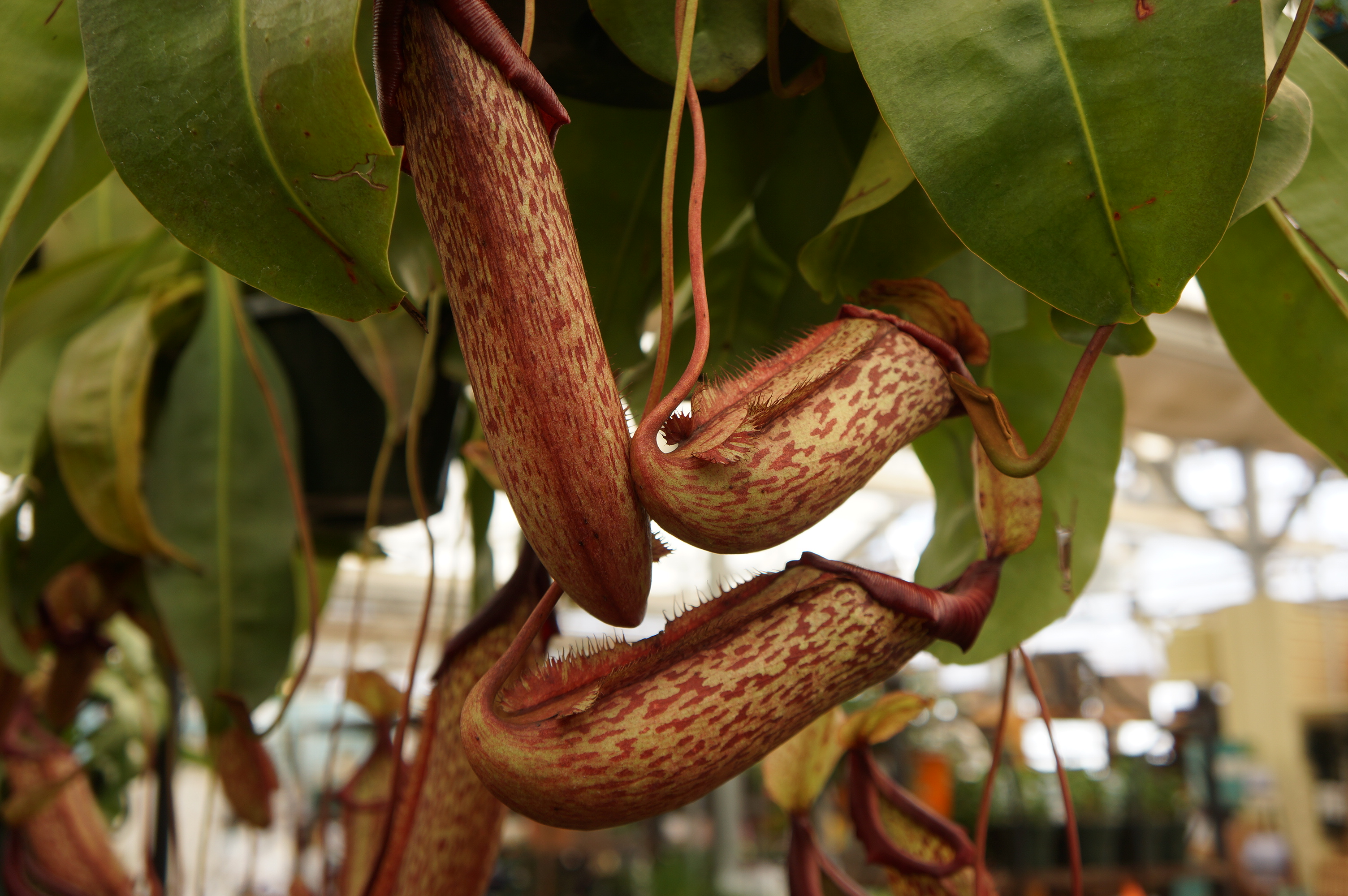 Free download high resolution image - free image free photo free stock image public domain picture -Nepenthes ventricosa