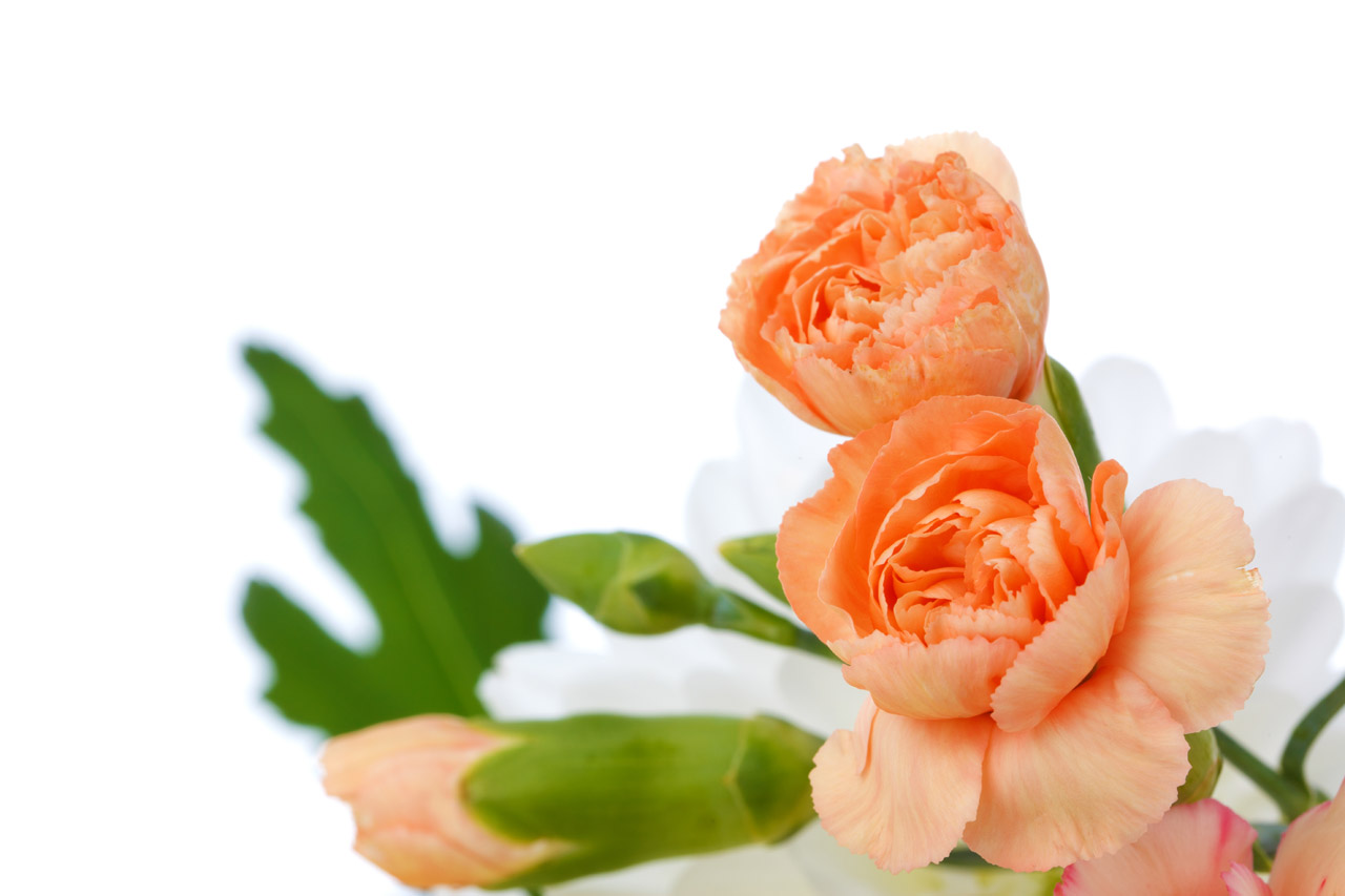 Free download high resolution image - free image free photo free stock image public domain picture -Orange carnations isolated on white background