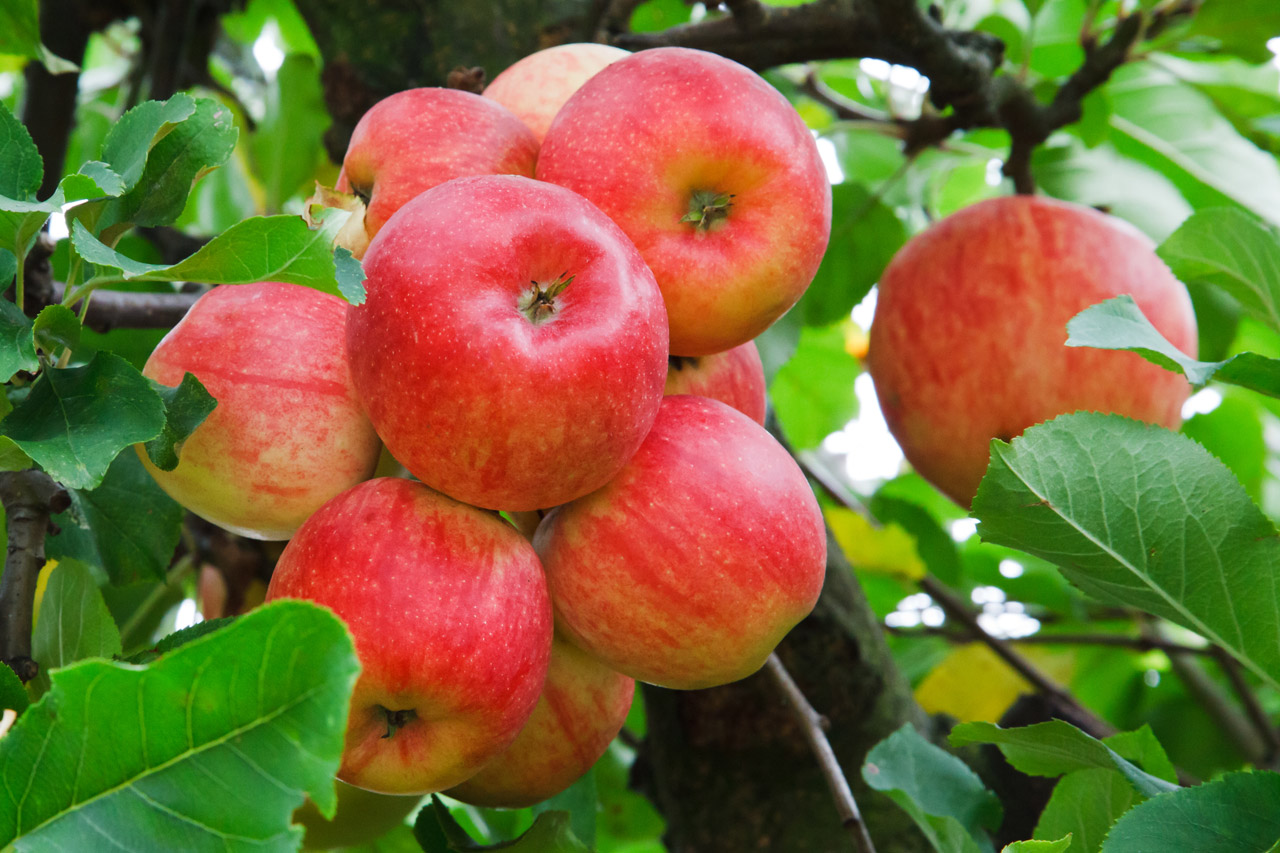 Free download high resolution image - free image free photo free stock image public domain picture -Red apples growing on tree