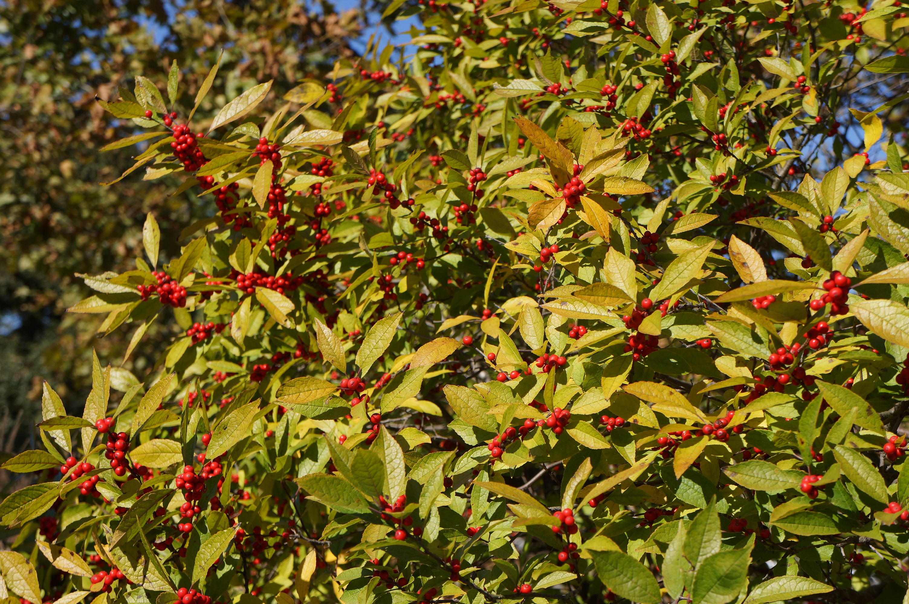 Free download high resolution image - free image free photo free stock image public domain picture -Red autumn berry