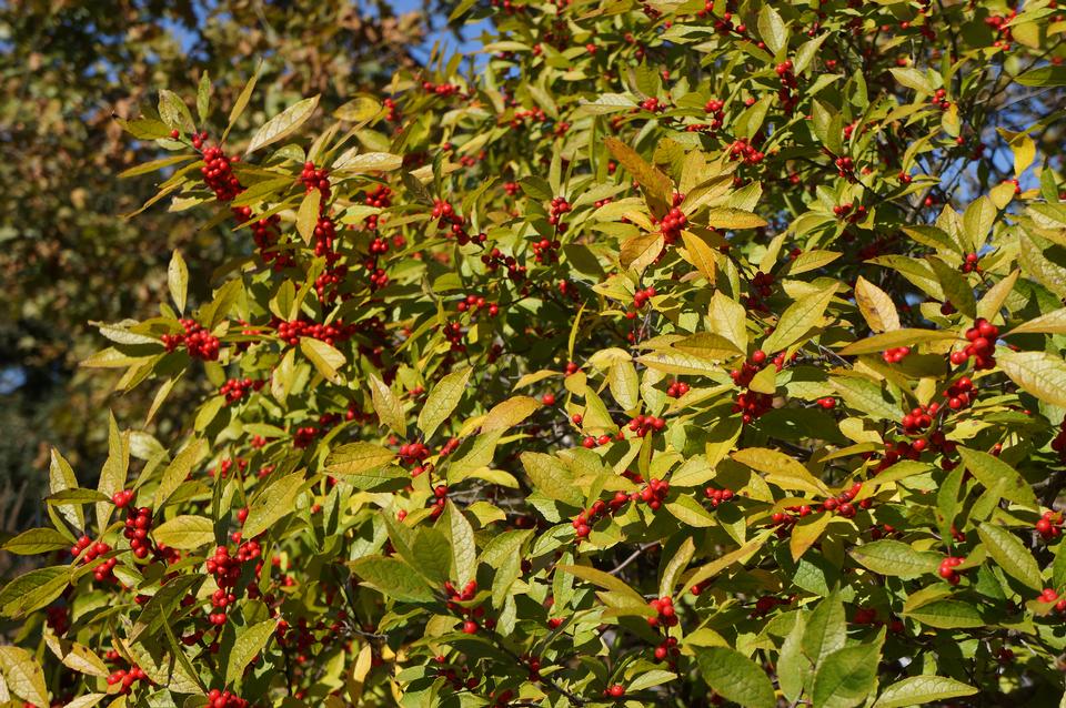 Free download high resolution image - free image free photo free stock image public domain picture  Red autumn berry