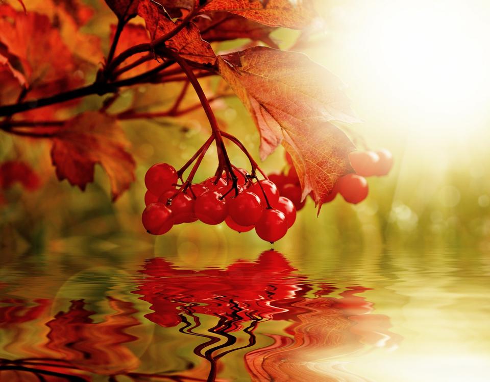 Free download high resolution image - free image free photo free stock image public domain picture  Ripe berries of Viburnum, reflection in water