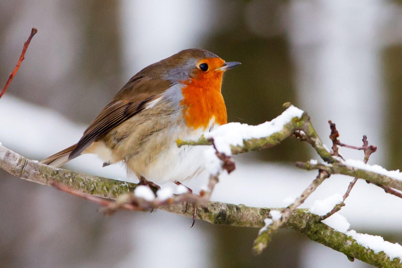 Free download high resolution image - free image free photo free stock image public domain picture -Robin playing in the snow