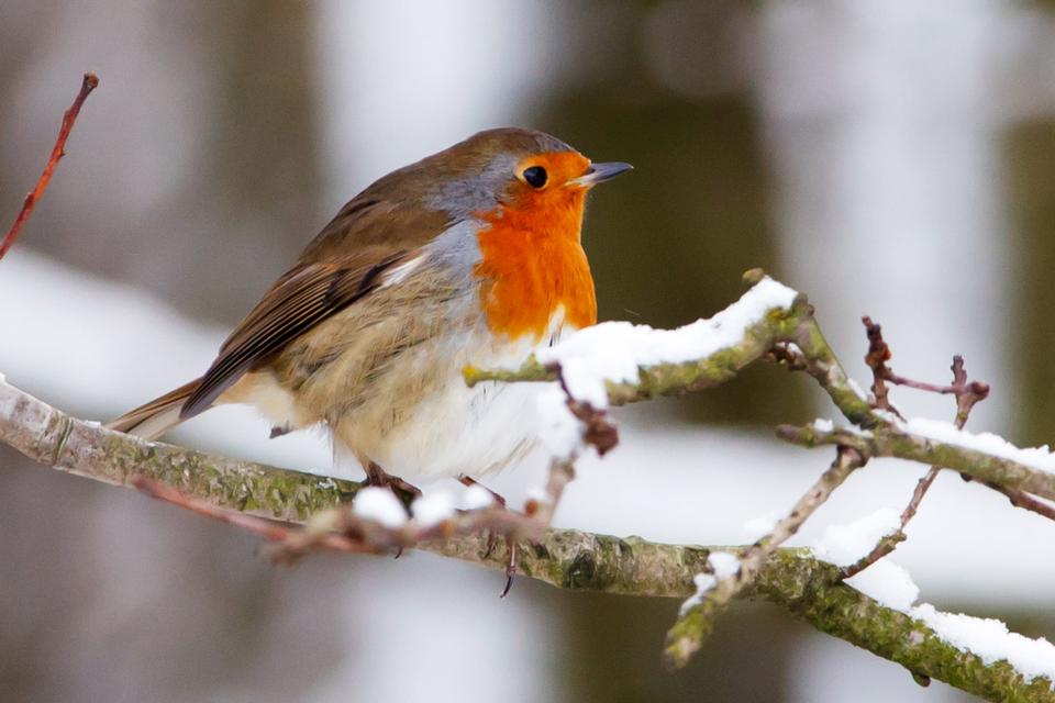 Free download high resolution image - free image free photo free stock image public domain picture  Robin playing in the snow