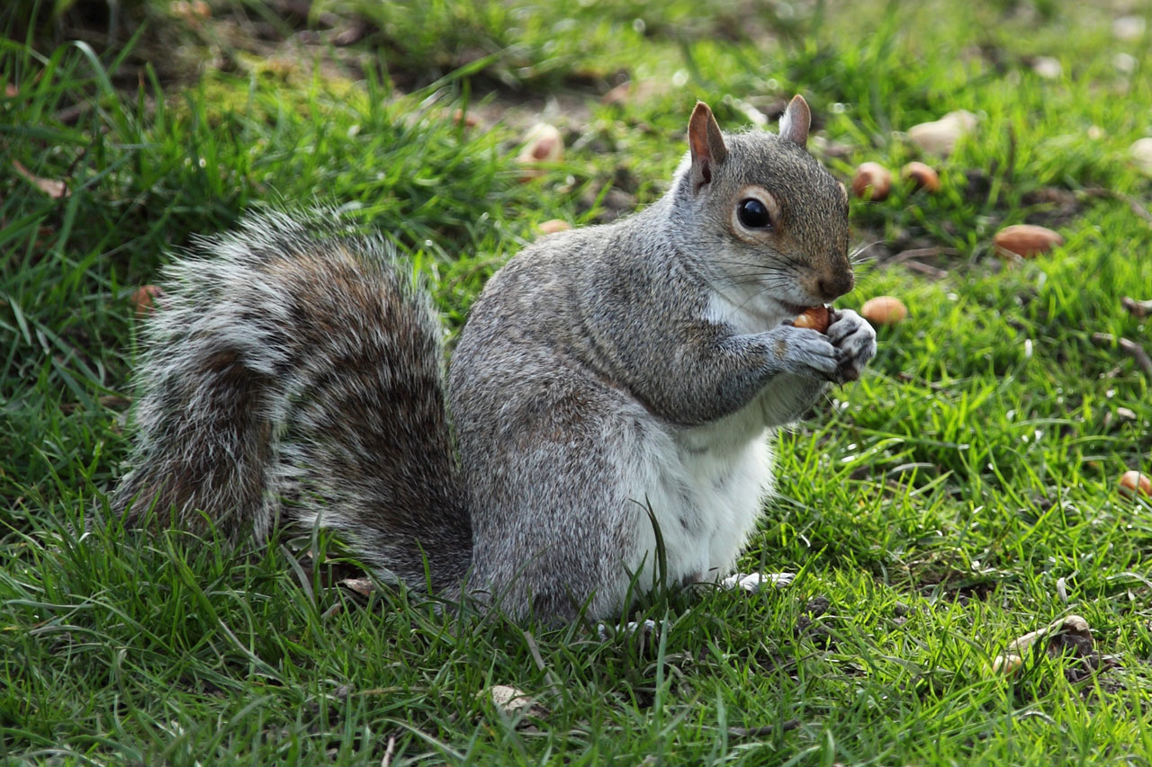 Free download high resolution image - free image free photo free stock image public domain picture -Squirrel eating food on the ground