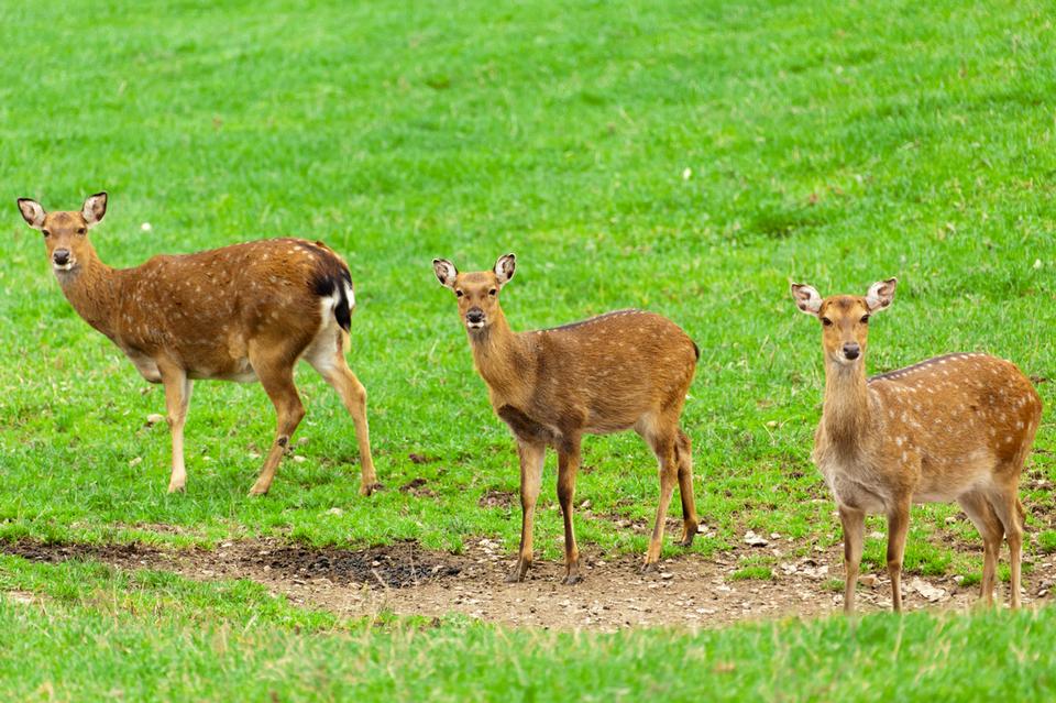 Free download high resolution image - free image free photo free stock image public domain picture  Three female deers on green grass