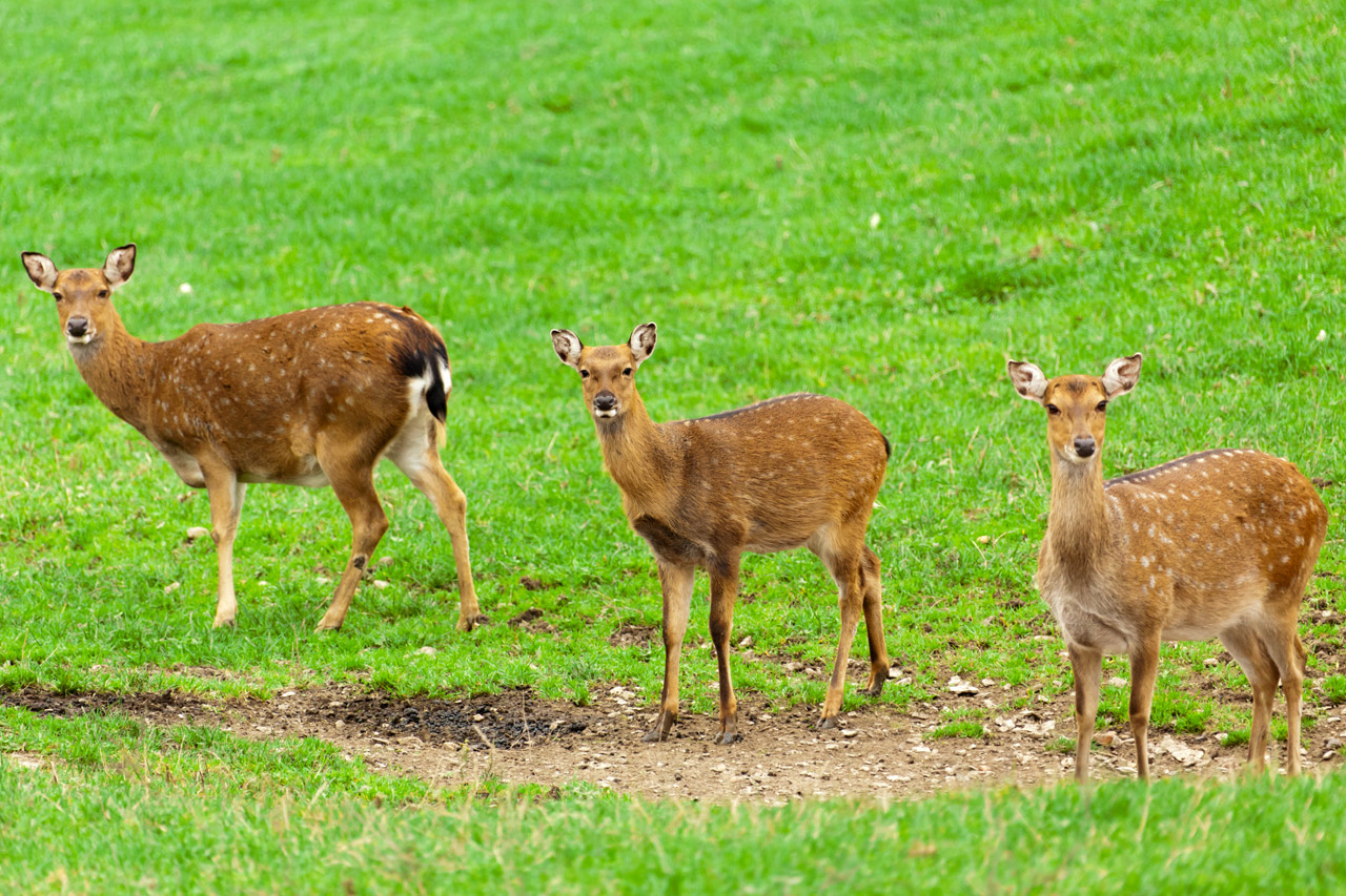 Free download high resolution image - free image free photo free stock image public domain picture -Three female deers on green grass