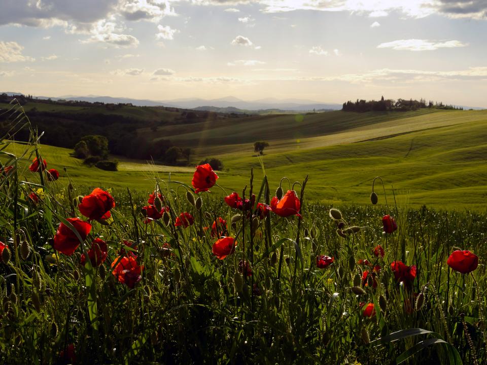 Free download high resolution image - free image free photo free stock image public domain picture  Tuscan Countryside with Poppies