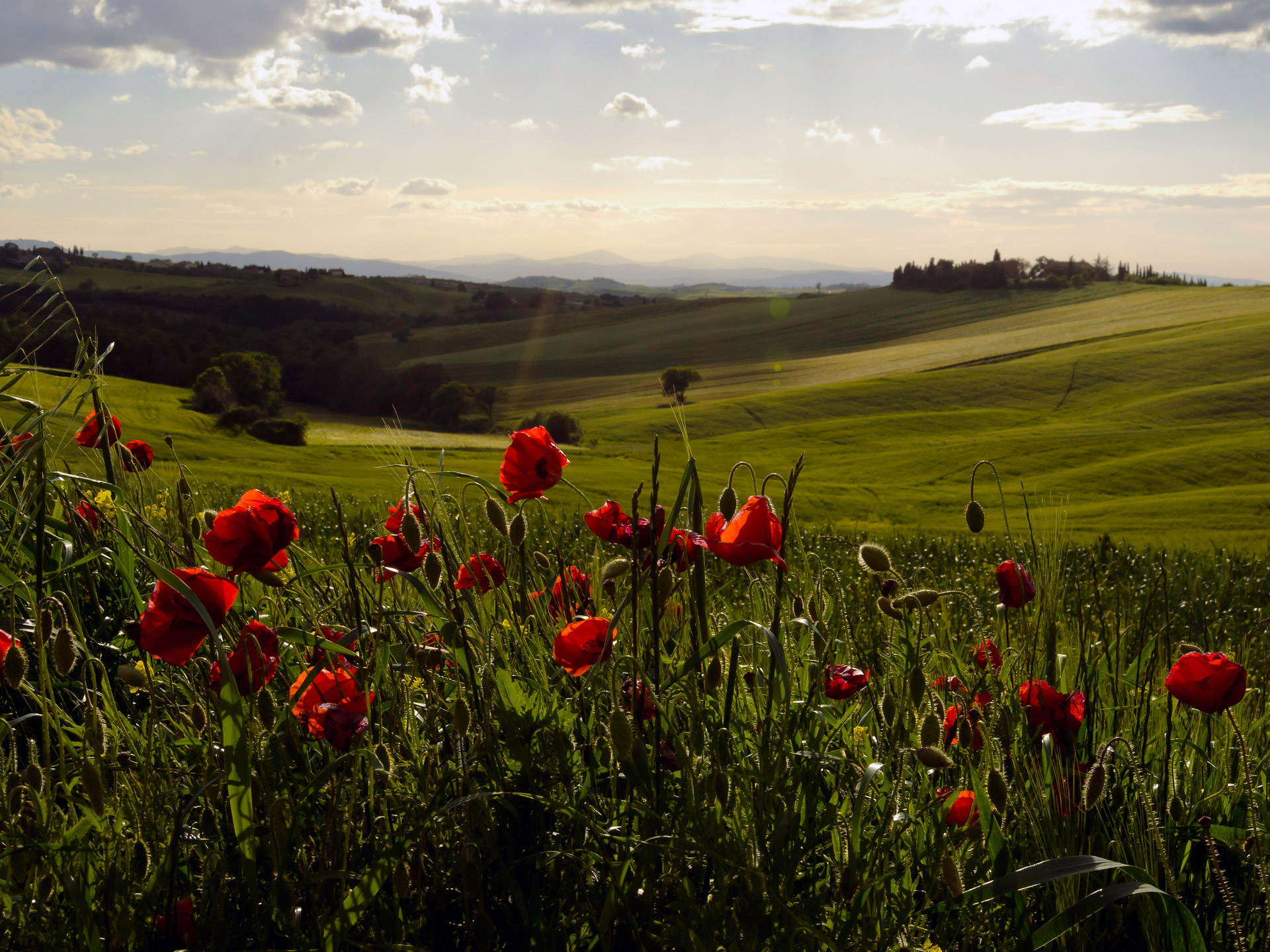 Free download high resolution image - free image free photo free stock image public domain picture -Tuscan Countryside with Poppies