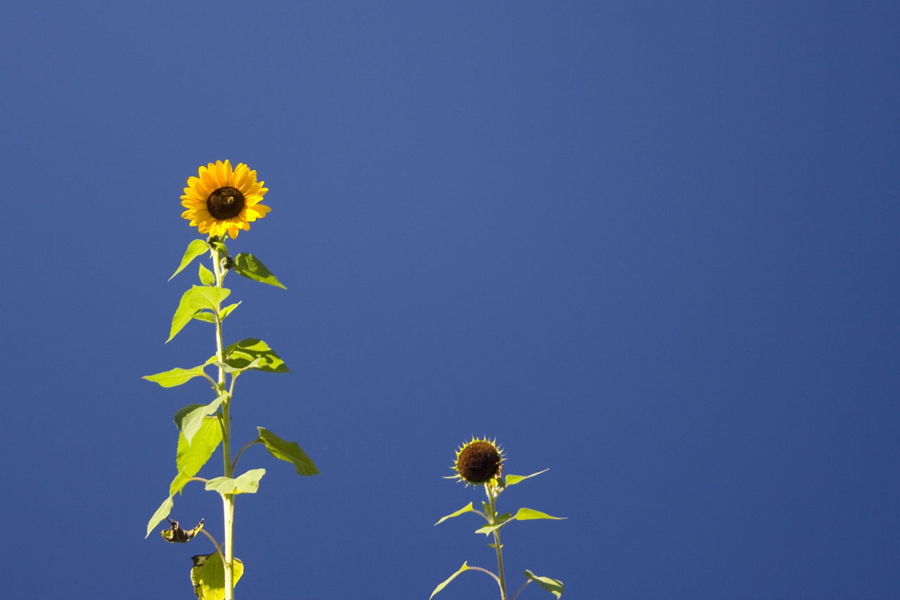 Free download high resolution image - free image free photo free stock image public domain picture -Two sunflowers against the blue sky