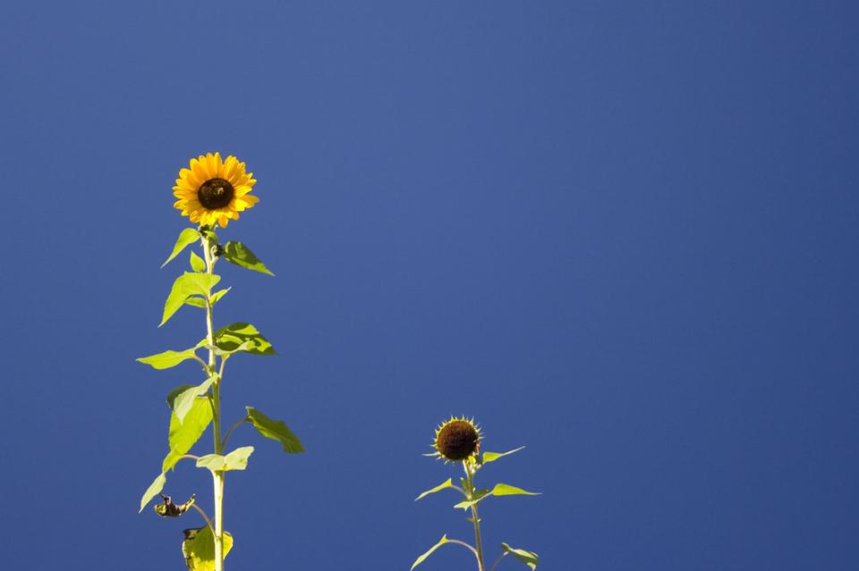 Free download high resolution image - free image free photo free stock image public domain picture  Two sunflowers against the blue sky