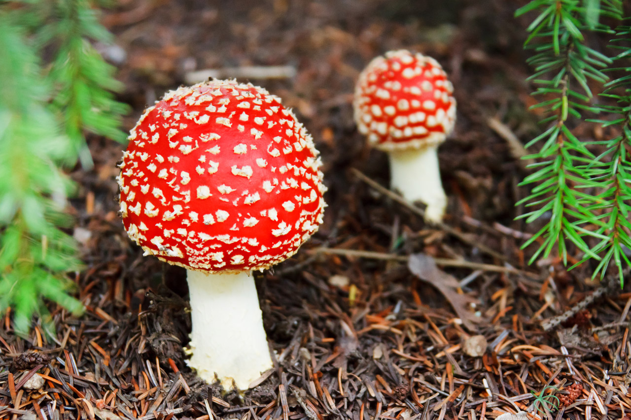 Free download high resolution image - free image free photo free stock image public domain picture -Two toadstools in forest