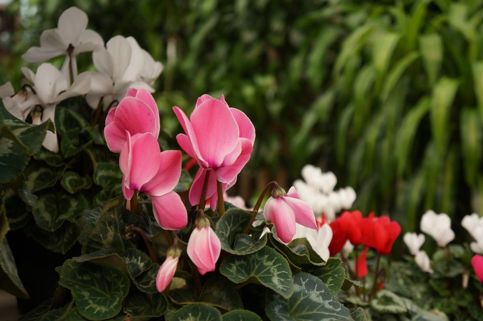 Free download high resolution image - free image free photo free stock image public domain picture  Wild cyclamens close up