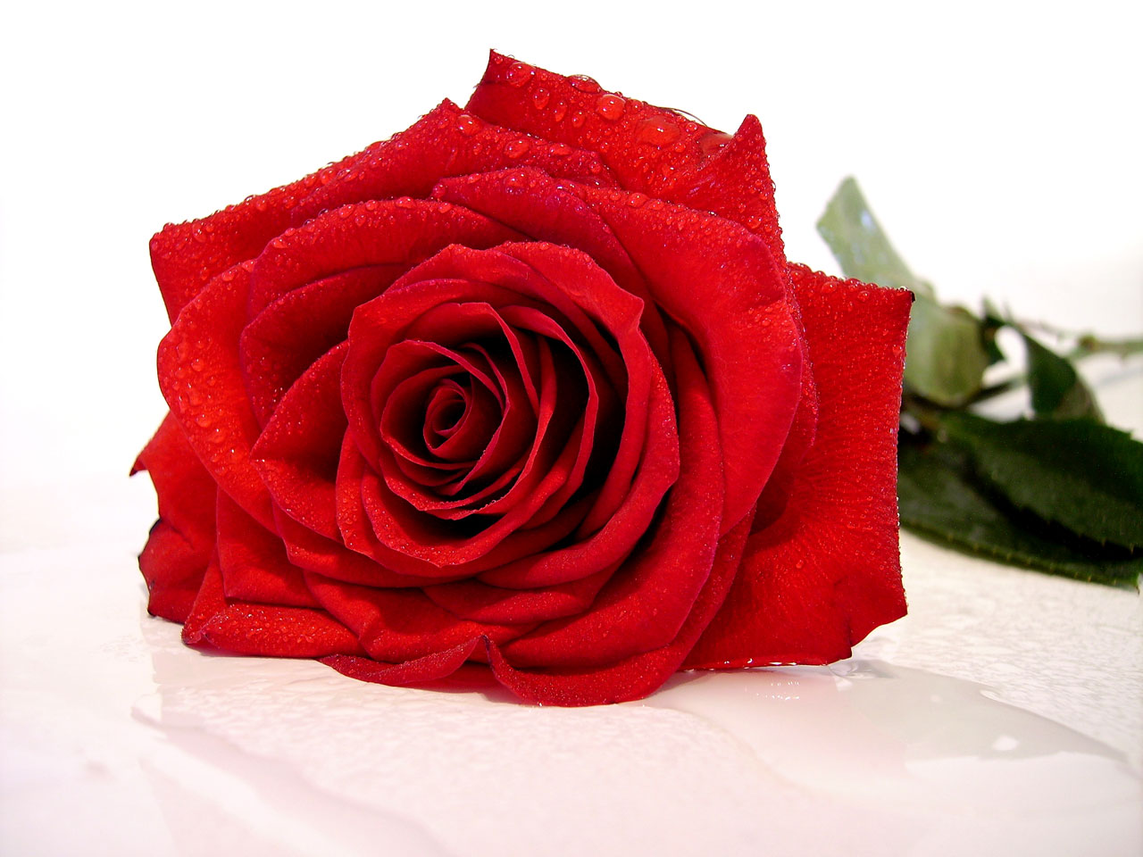 Free download high resolution image - free image free photo free stock image public domain picture -red rose with water drop