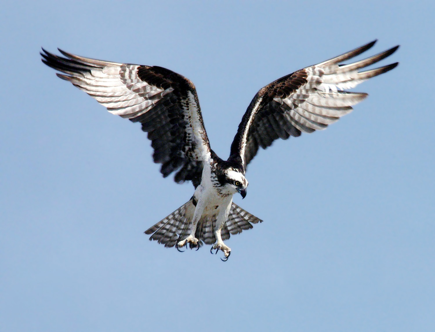 Free download high resolution image - free image free photo free stock image public domain picture -An Osprey preparing to dive