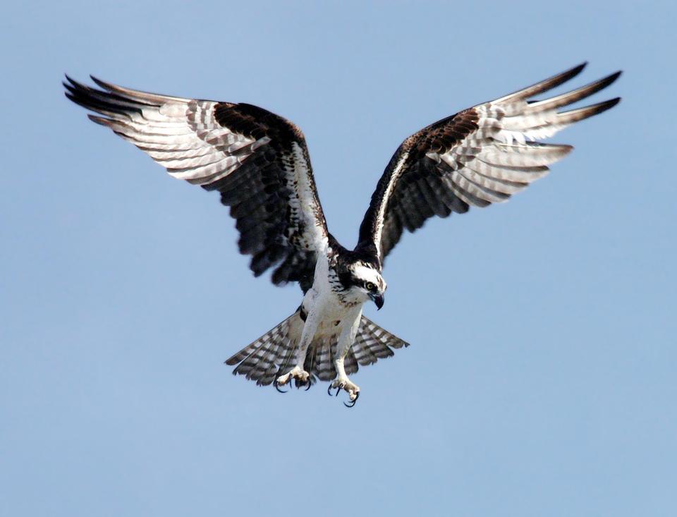 Free download high resolution image - free image free photo free stock image public domain picture  An Osprey preparing to dive