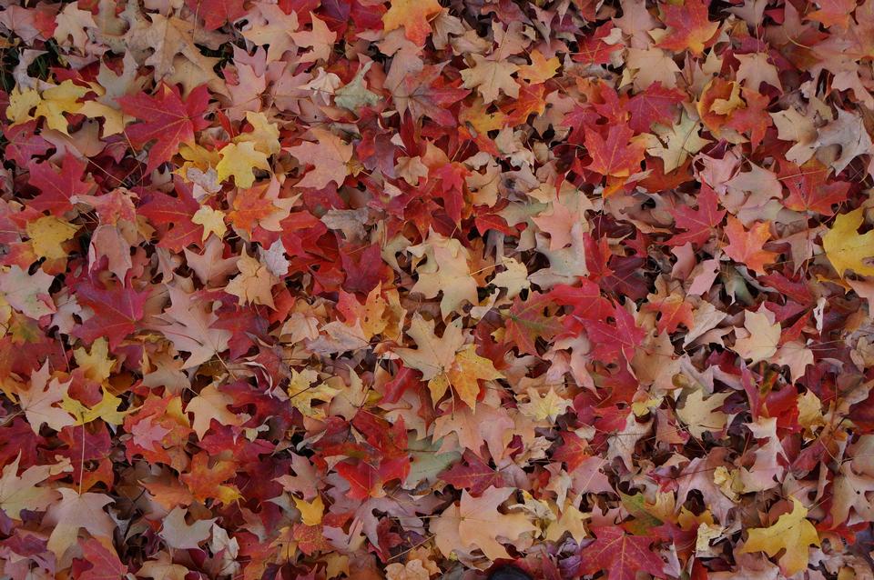 Free download high resolution image - free image free photo free stock image public domain picture  Colorful and bright background made of fallen autumn leaves