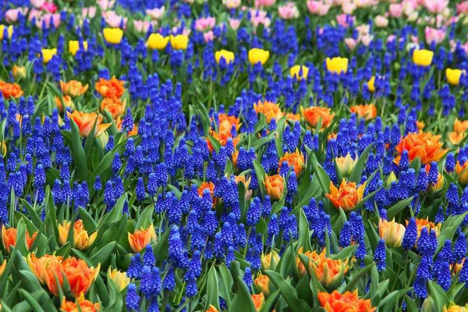 Free download high resolution image - free image free photo free stock image public domain picture  Colorful flower background image in Keukenhof gardens