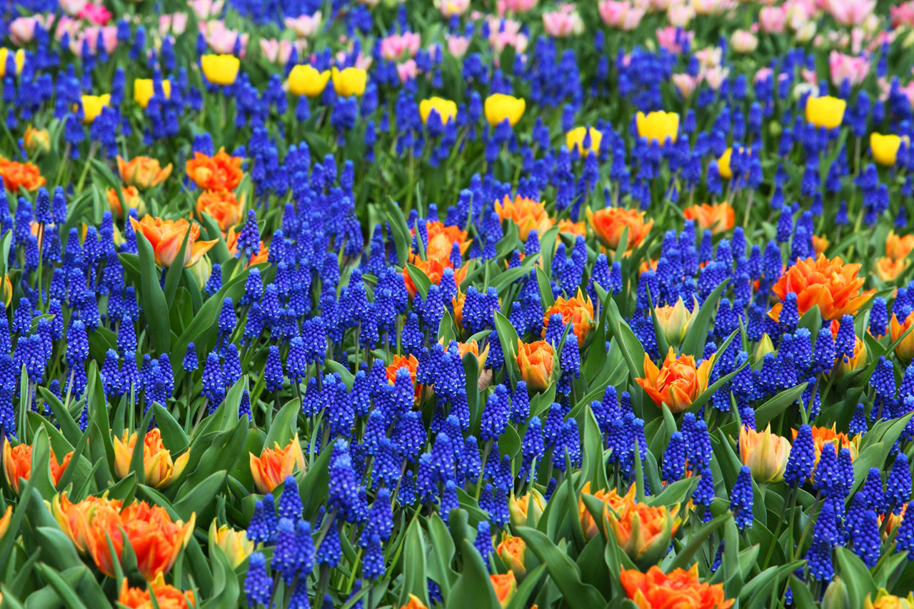 Free download high resolution image - free image free photo free stock image public domain picture -Colorful flower background image in Keukenhof gardens