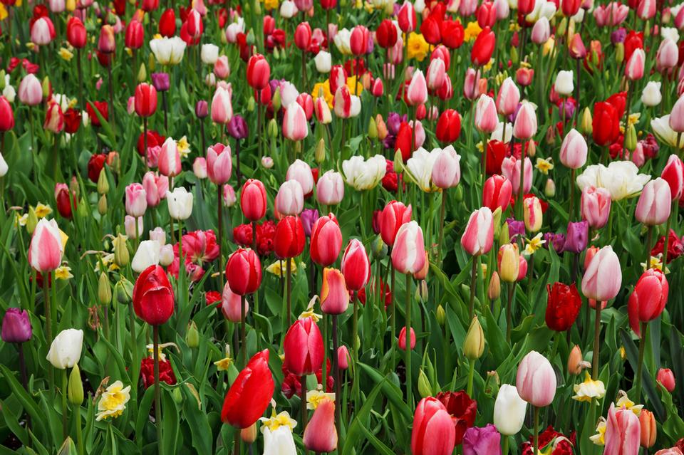 Free download high resolution image - free image free photo free stock image public domain picture  Colorful tulip flower background image