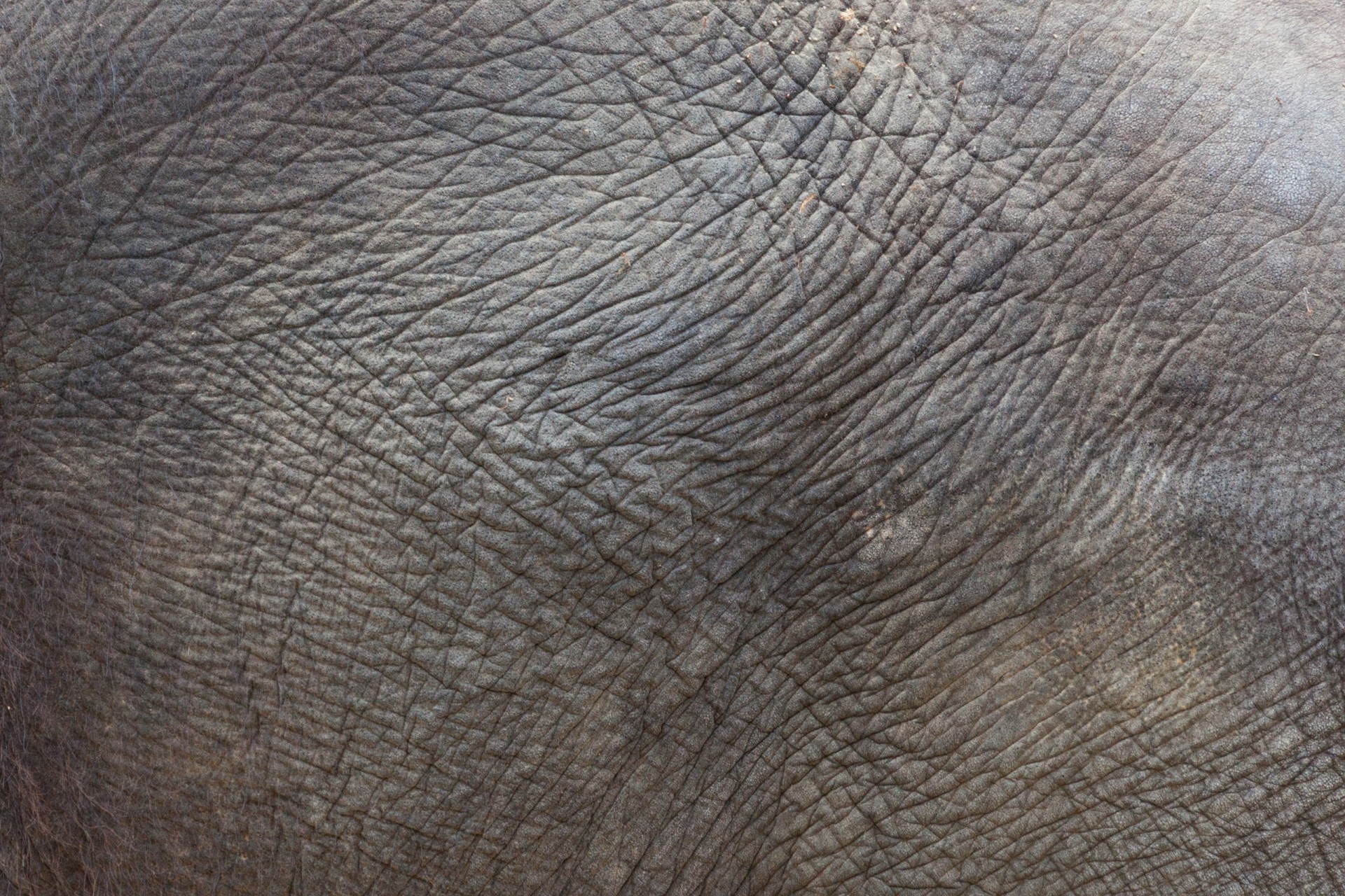 Free download high resolution image - free image free photo free stock image public domain picture -Elephant Skin Texture