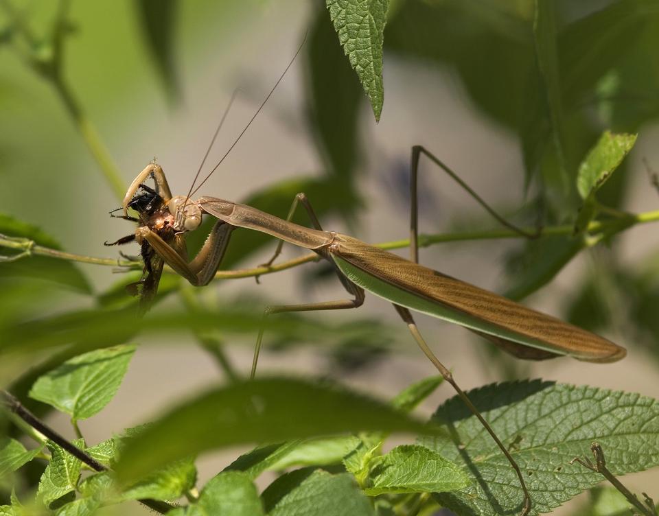 Free download high resolution image - free image free photo free stock image public domain picture  Praying mantis feeding