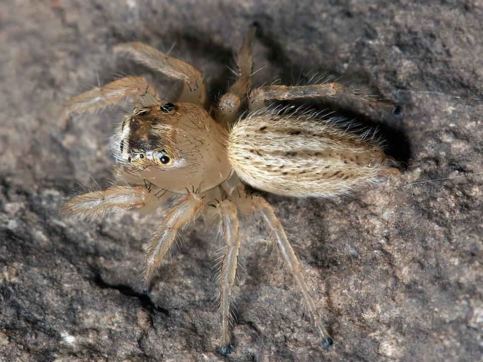 Free download high resolution image - free image free photo free stock image public domain picture  Spiders in the forest