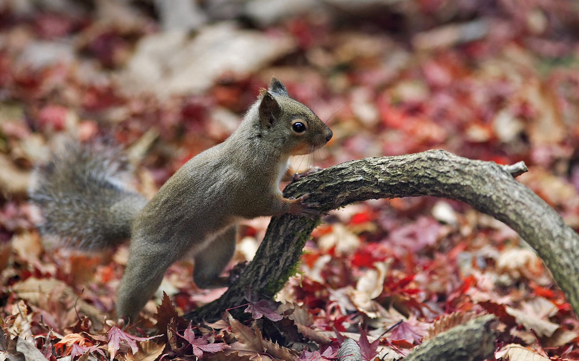 Free download high resolution image - free image free photo free stock image public domain picture -Squirrel, Autumn, acorn and dry leaves