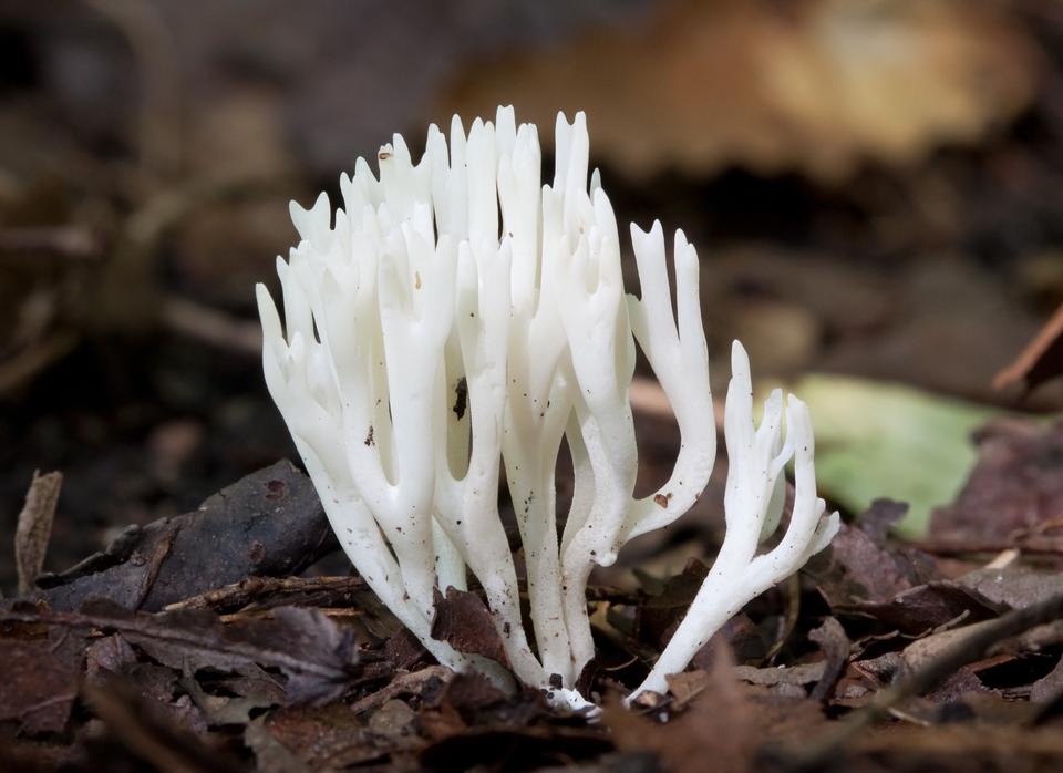 Free download high resolution image - free image free photo free stock image public domain picture  mushrooms at a wild forest