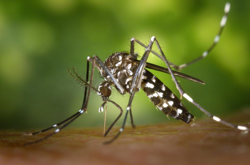 Free download high resolution image - free image free photo free stock image public domain picture  Tiger Mosquito