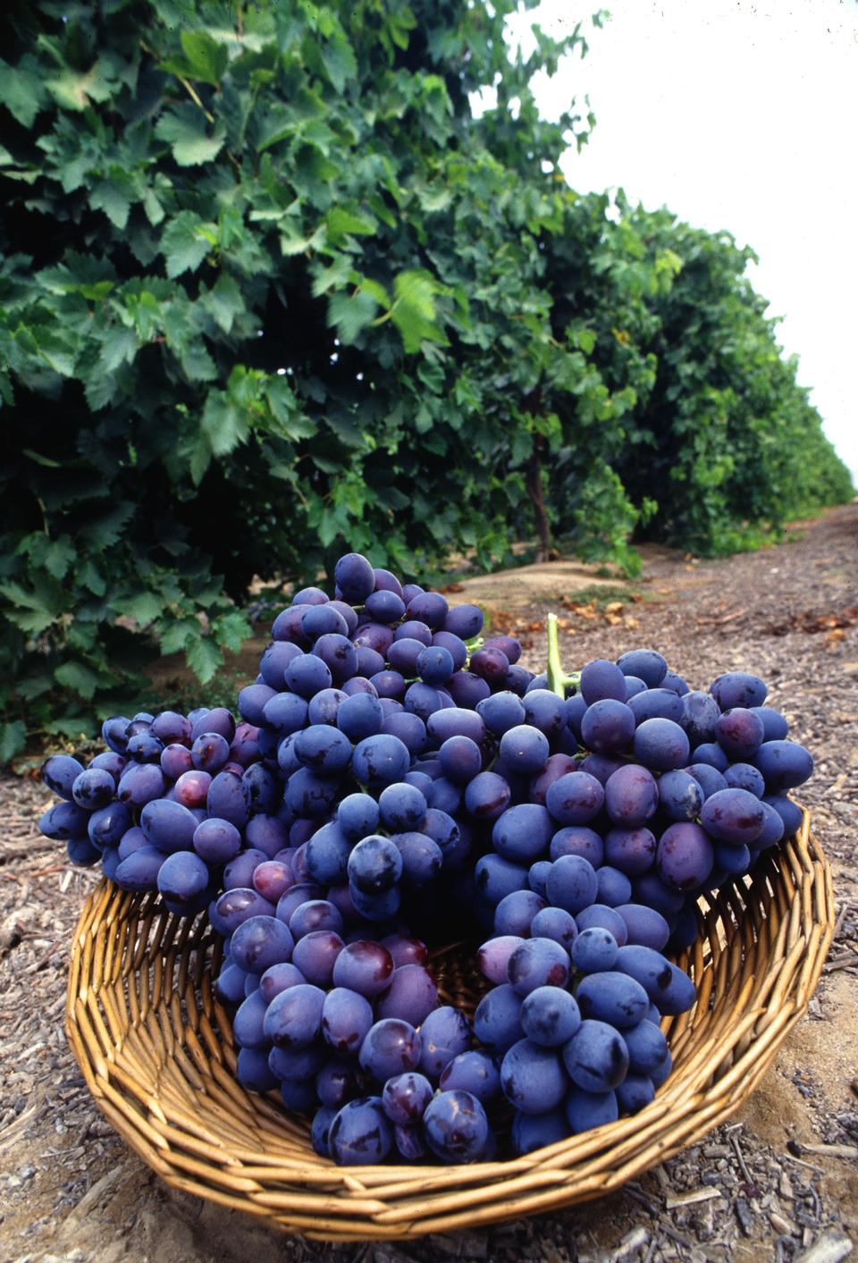 Free download high resolution image - free image free photo free stock image public domain picture  A Basket Of Seedless Grapes