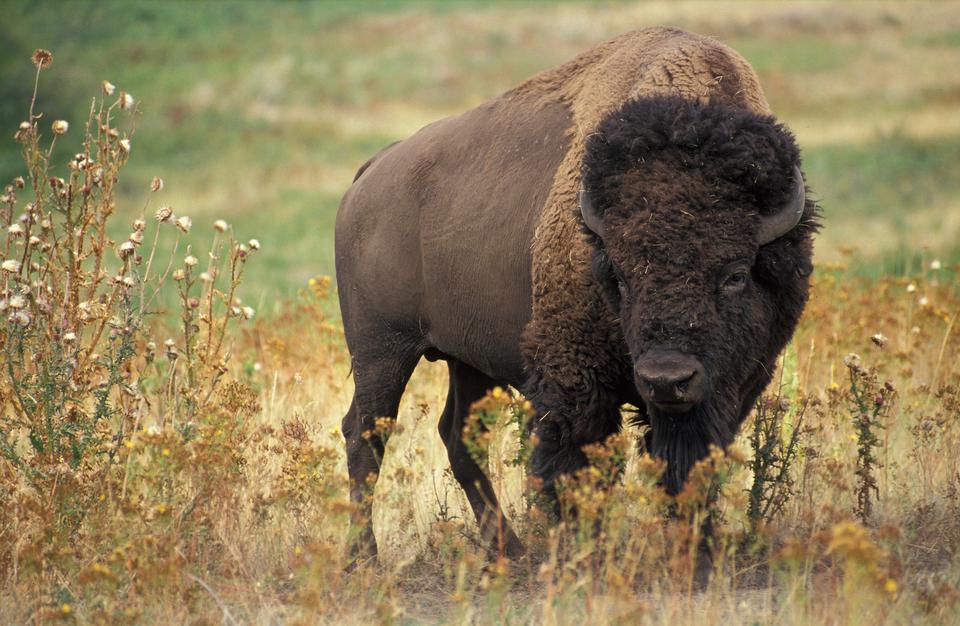 Free download high resolution image - free image free photo free stock image public domain picture  American Buffalo Bull scanning the area.