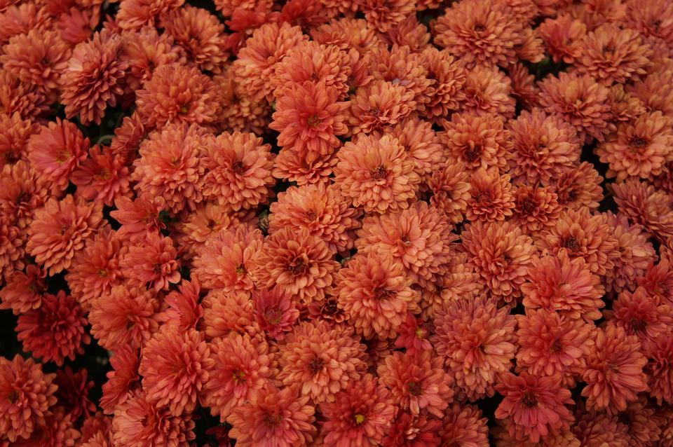 Free download high resolution image - free image free photo free stock image public domain picture  Beautiful flowers of chrysanthemums