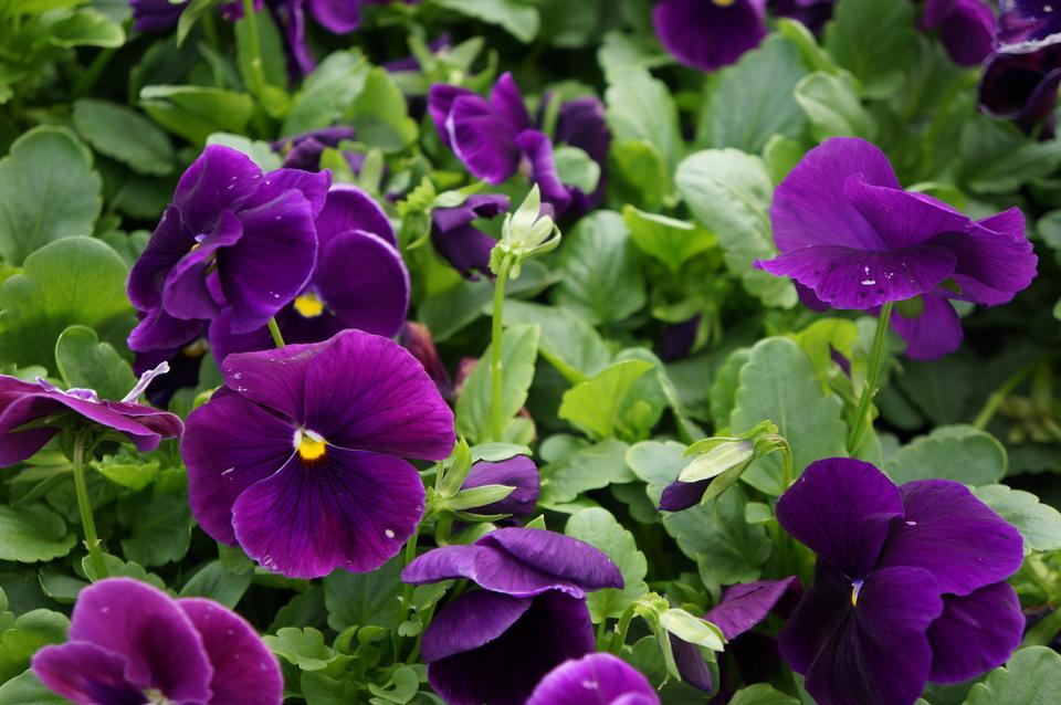 Free download high resolution image - free image free photo free stock image public domain picture  Colorful and vibrant pansy flowers