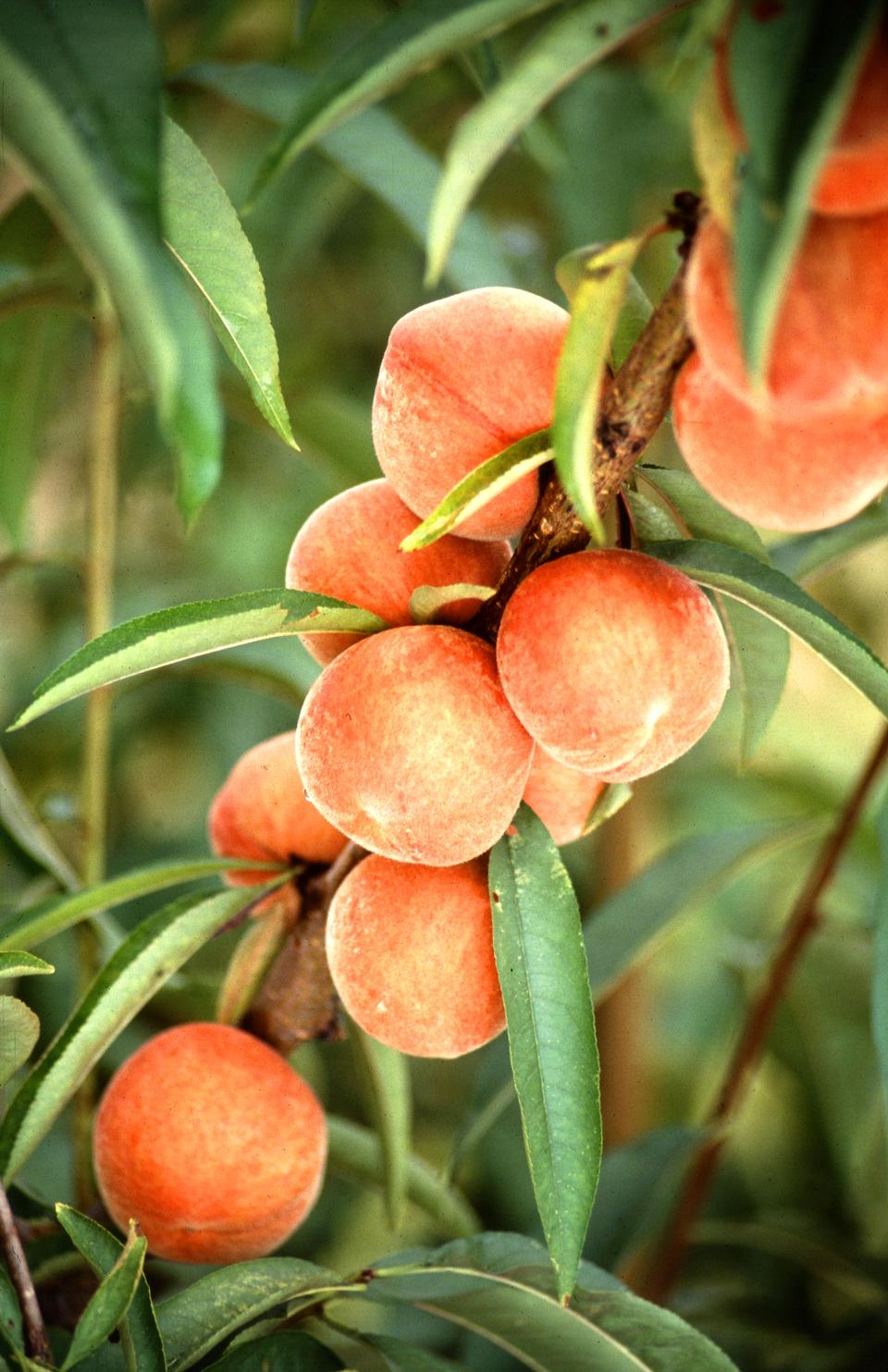 Free download high resolution image - free image free photo free stock image public domain picture  Flameprince Peaches Growing On A Tree