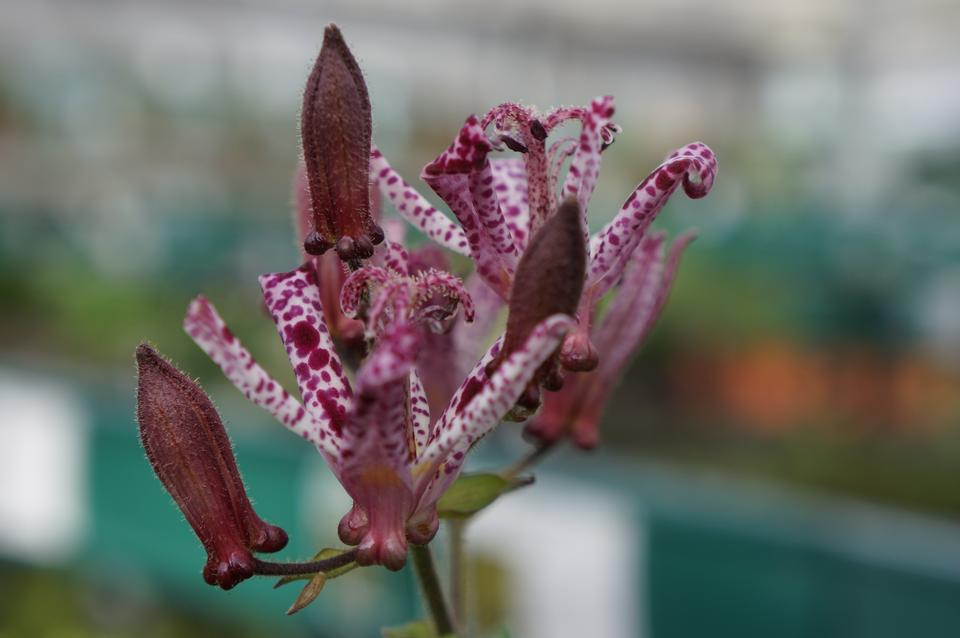 Free download high resolution image - free image free photo free stock image public domain picture  Flower of the field of the purplish red Tricyrtis