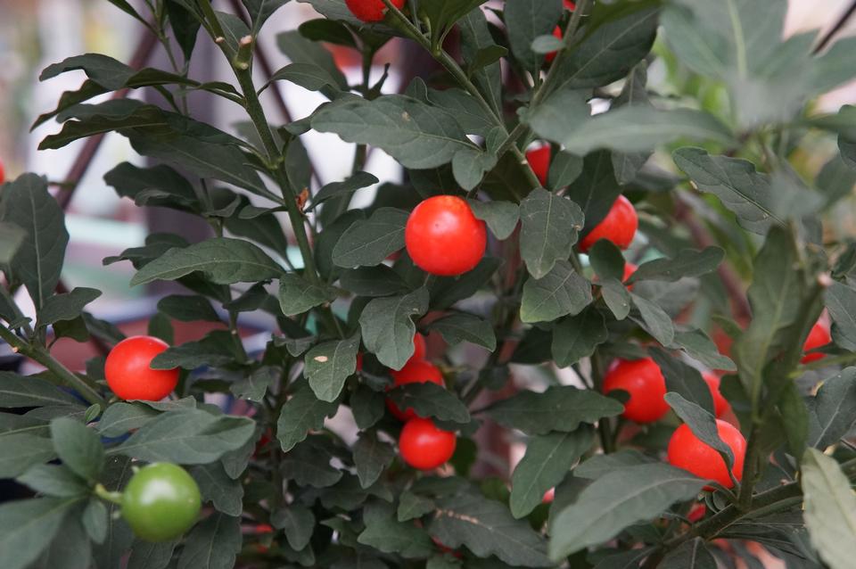 Free download high resolution image - free image free photo free stock image public domain picture  Fruiting Solanum pseudocapsicum