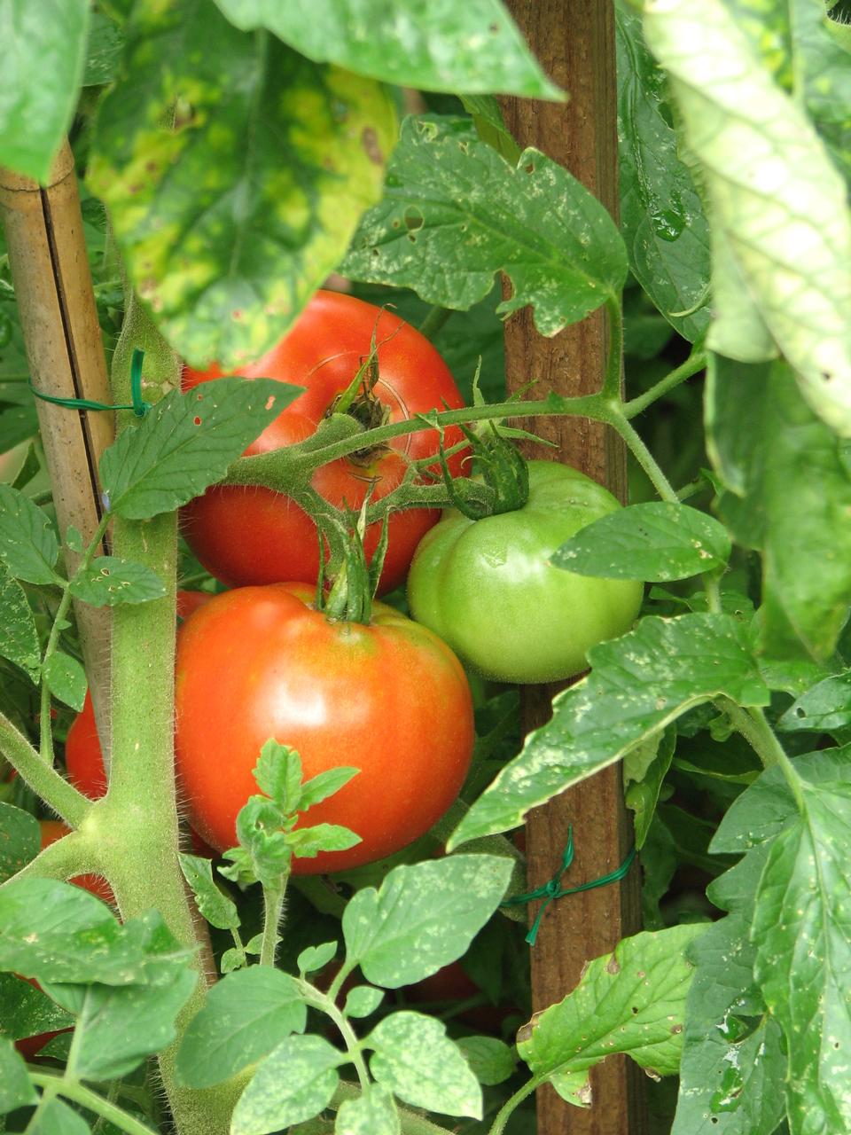 Free download high resolution image - free image free photo free stock image public domain picture  Green And Red Tomatoes In A Garden