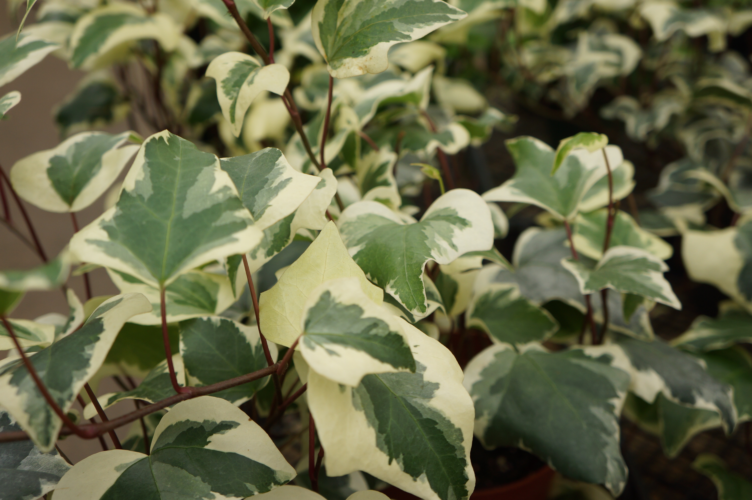 Free download high resolution image - free image free photo free stock image public domain picture -Hedera algeriensis Gloire de Marengo