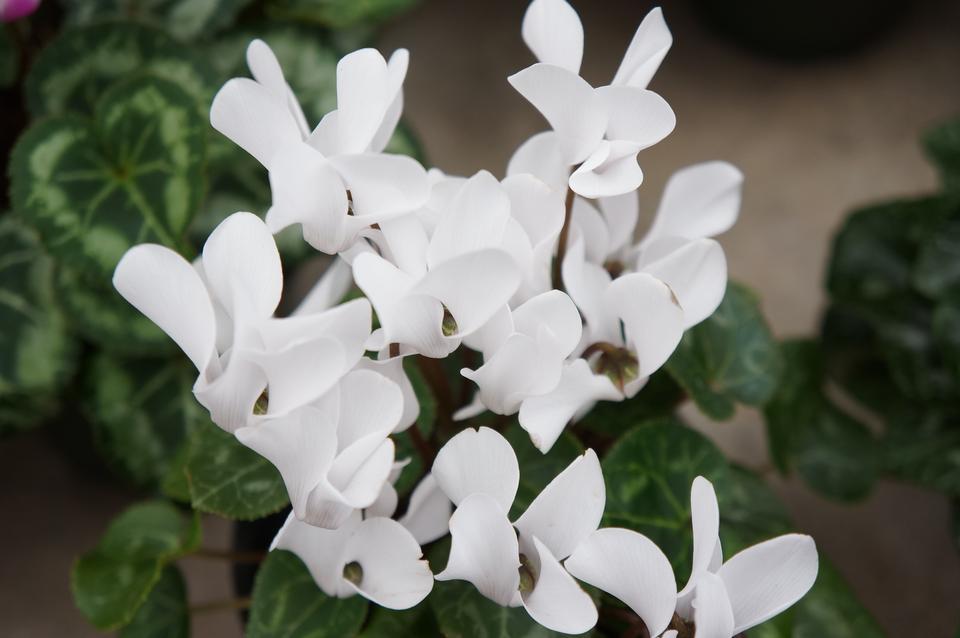 Free download high resolution image - free image free photo free stock image public domain picture  White cyclamen flowers