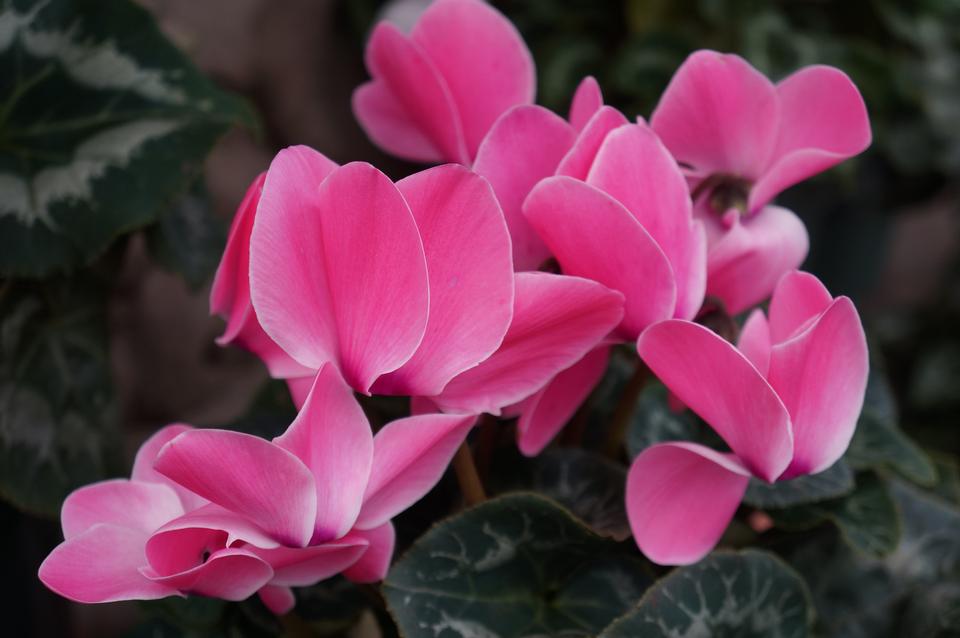 Free download high resolution image - free image free photo free stock image public domain picture  Pink cyclamen flowers