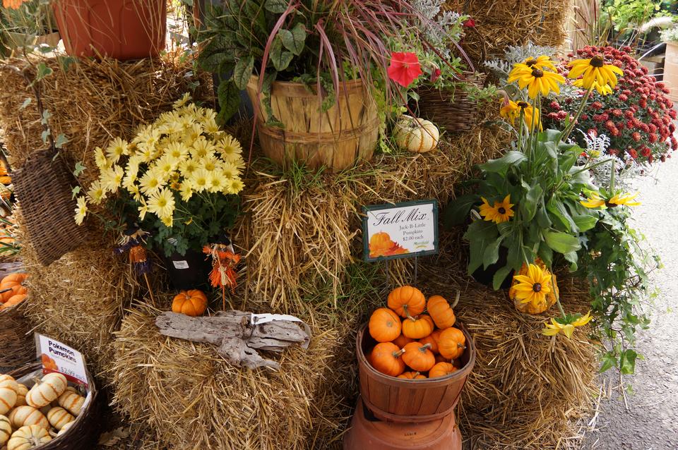 Free download high resolution image - free image free photo free stock image public domain picture  Pumpkin Display Autumn Antique