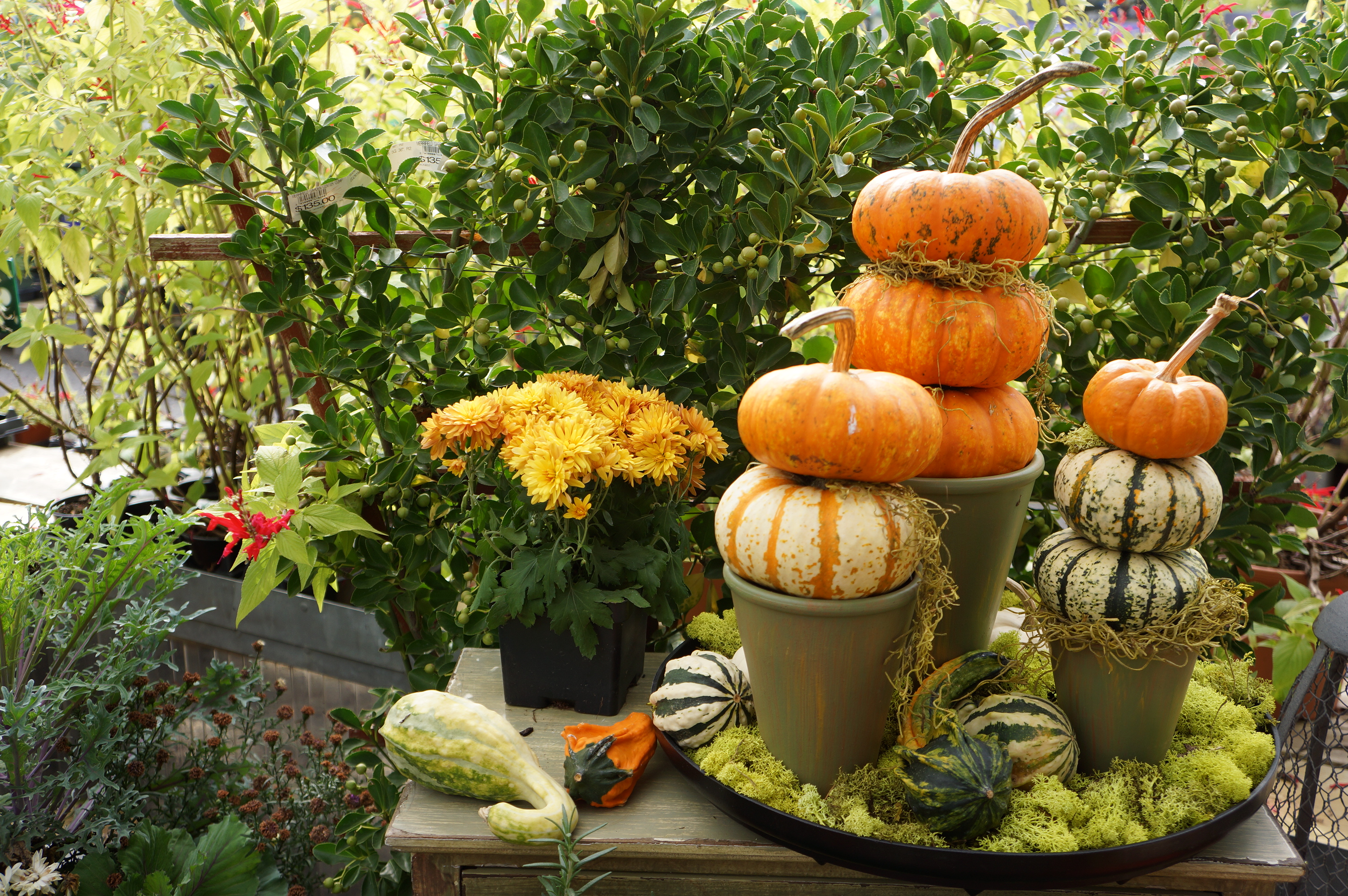 Free download high resolution image - free image free photo free stock image public domain picture -Pumpkins in basket