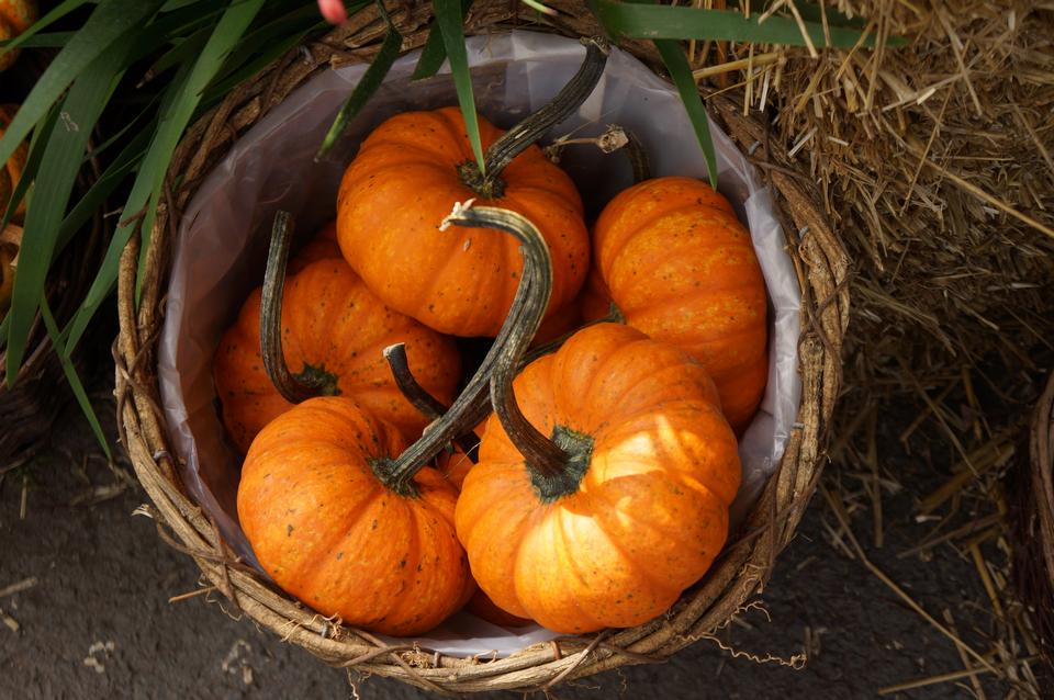 Free download high resolution image - free image free photo free stock image public domain picture  Pumpkins in basket