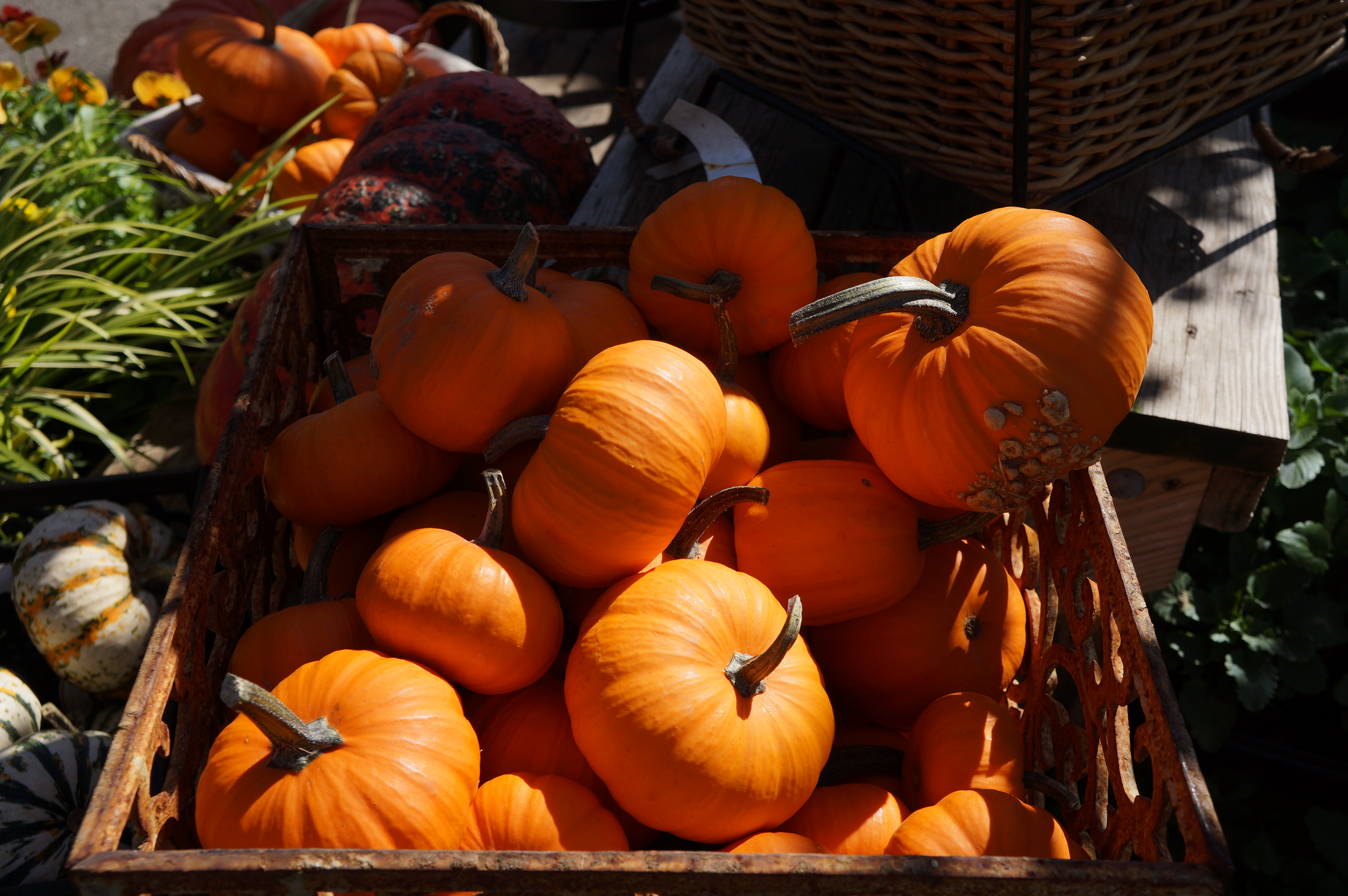 Free download high resolution image - free image free photo free stock image public domain picture -Seasonal Pumpkin Background