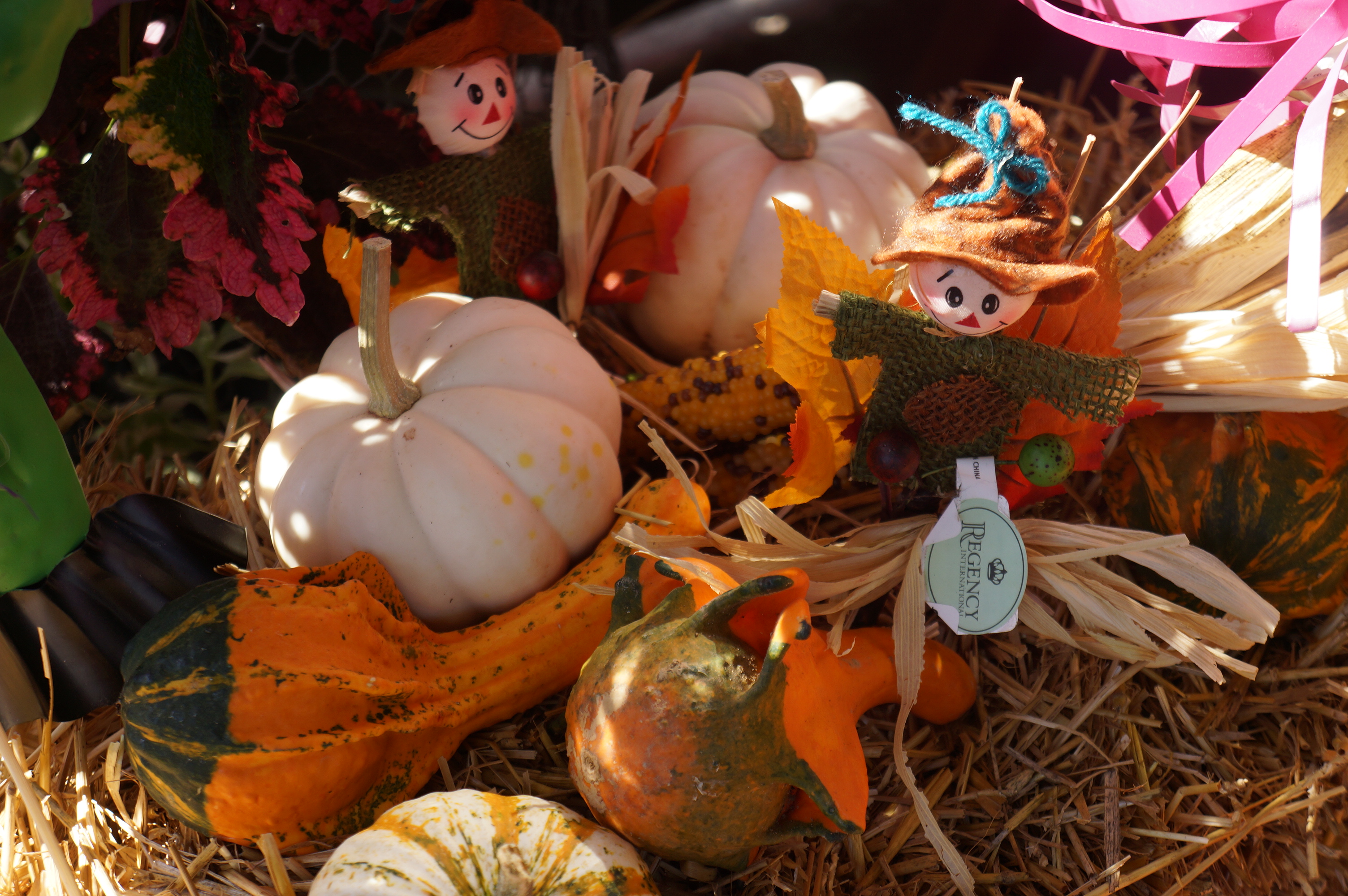 Free download high resolution image - free image free photo free stock image public domain picture -Autumn harvest of pumpkins halloween