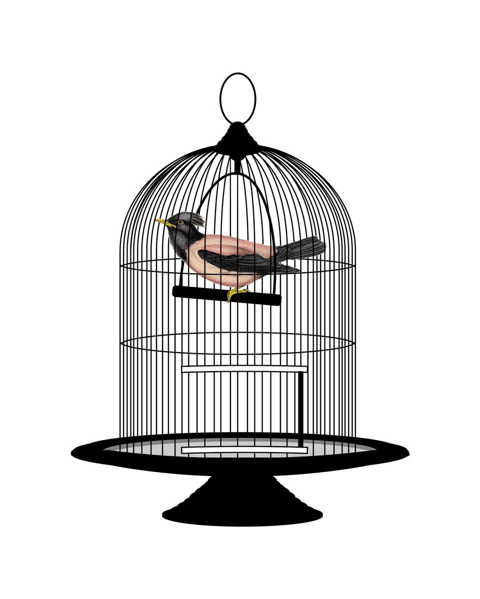 Free download high resolution image - free image free photo free stock image public domain picture  Bird Vintage Birdcage Clipart