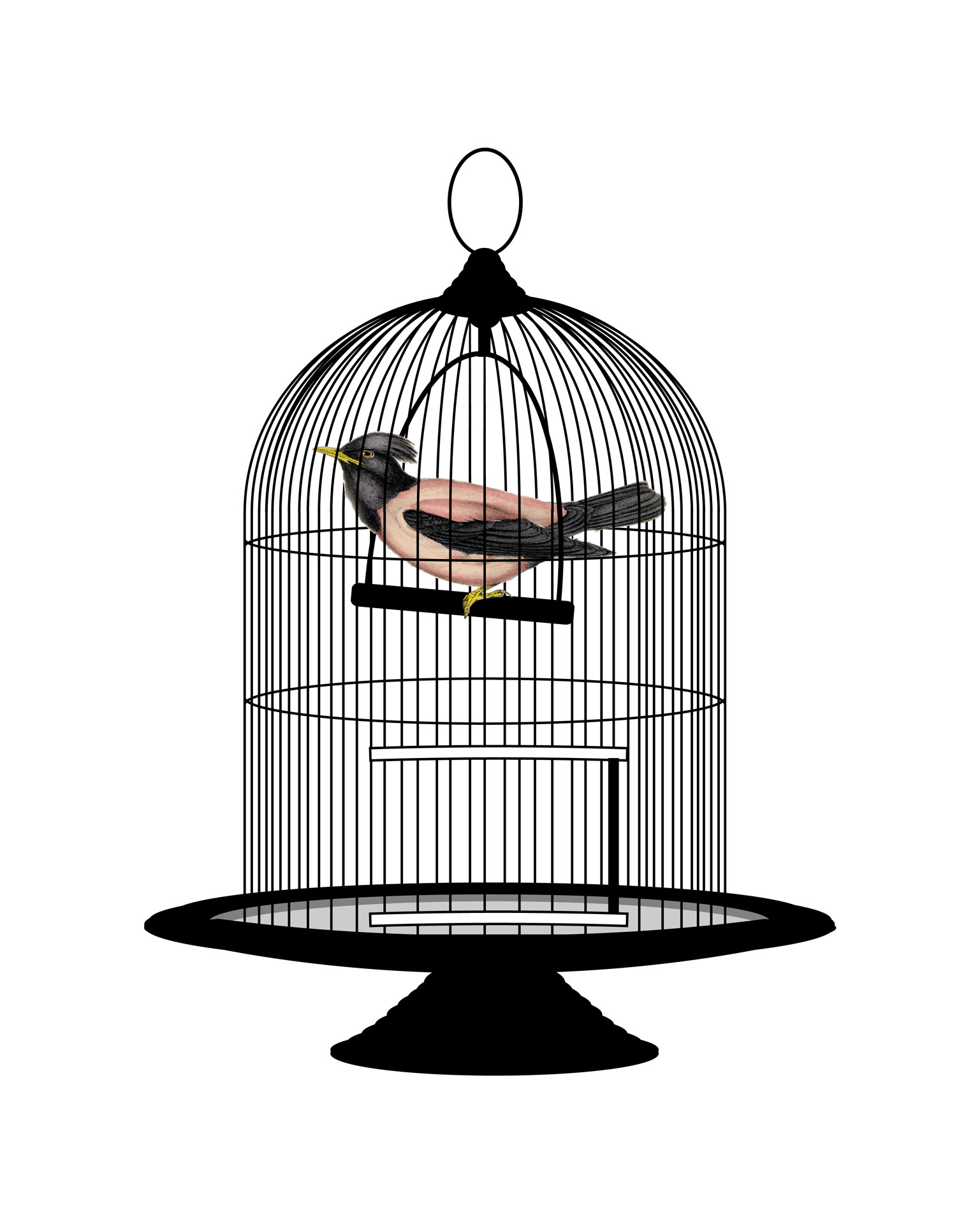 Free download high resolution image - free image free photo free stock image public domain picture -Bird Vintage Birdcage Clipart