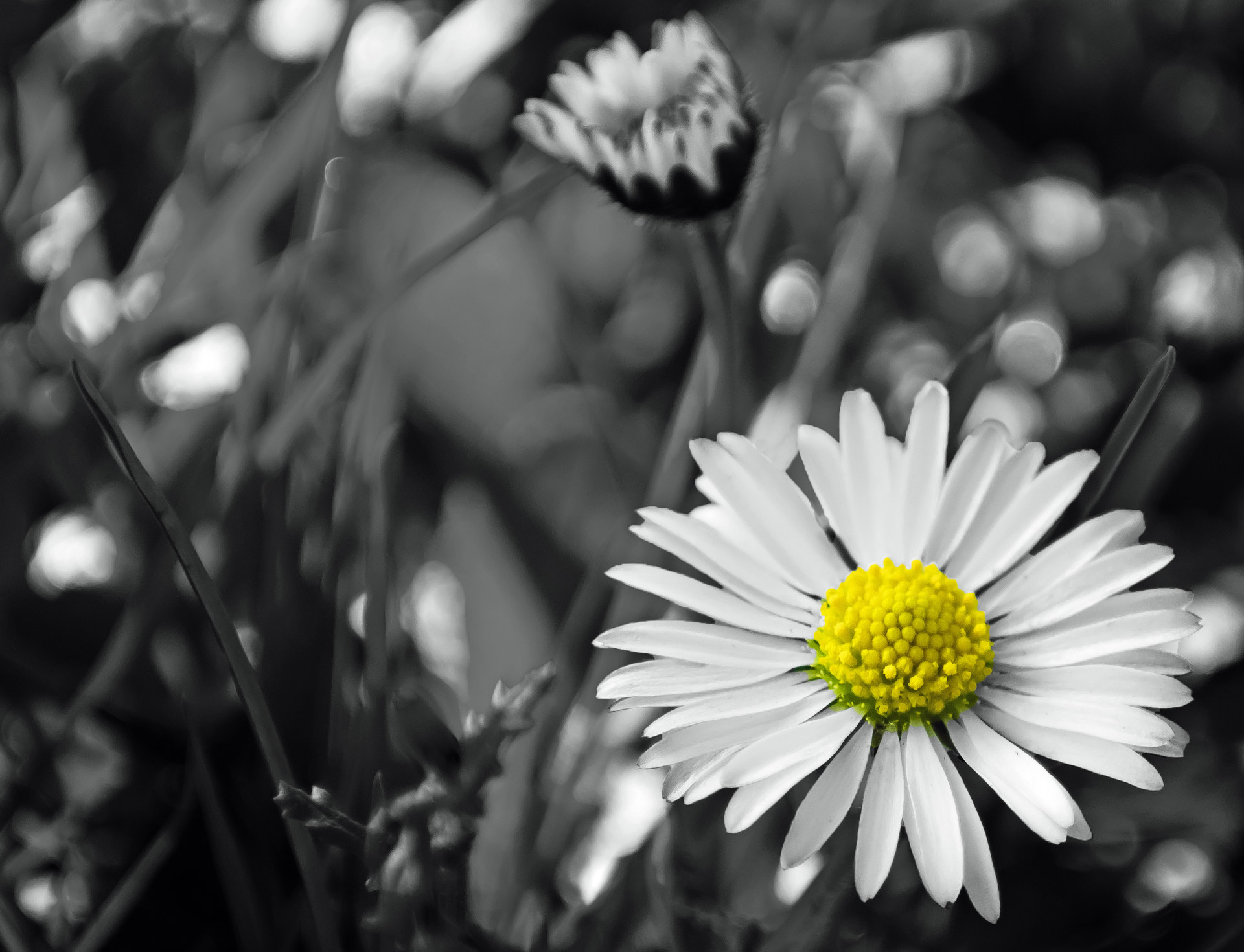 Free download high resolution image - free image free photo free stock image public domain picture -Dandelion - macro