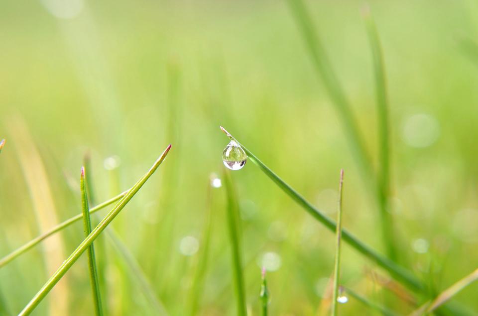 Free download high resolution image - free image free photo free stock image public domain picture  Water Drop On Grass